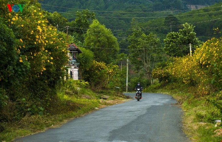 Les tournesols à Dalat - ảnh 1